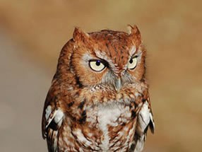 buschwildlifeowl.jpg