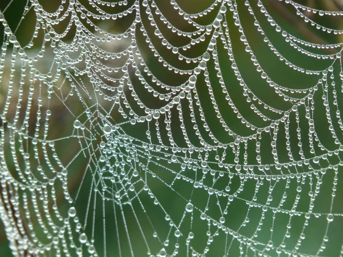 cobweb-4193_1280.jpg