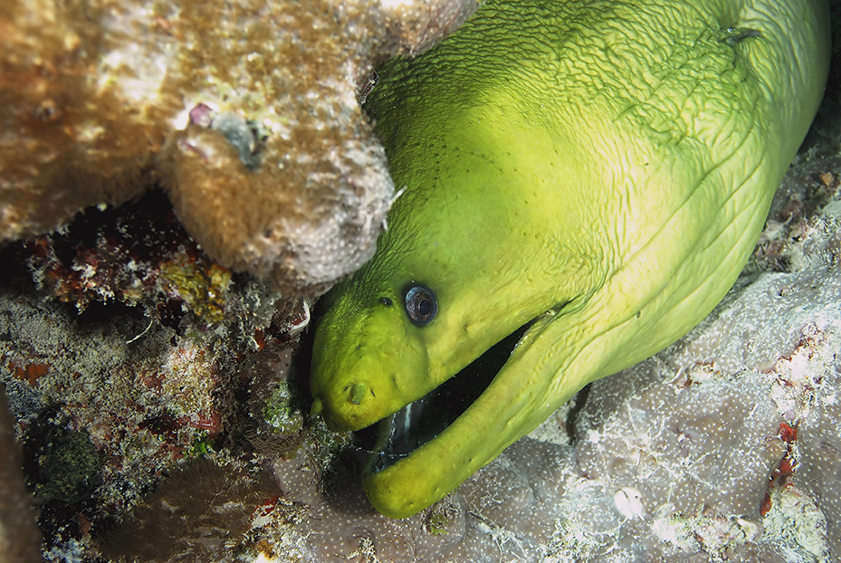 eel-florida-camp.jpg