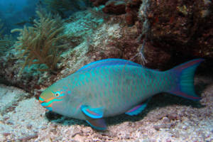 fish-camp-florida fish-camp-florida