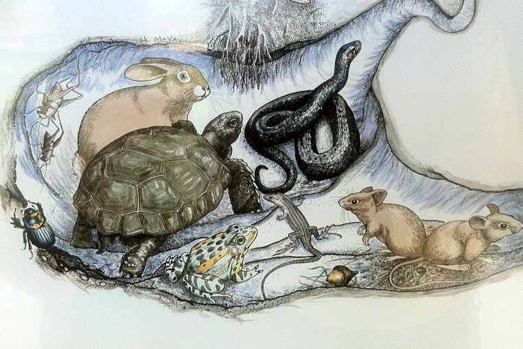 gopher-tortoise-burrows.jpg