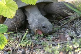 gophertortoiseeating.jpg