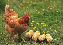 henandchicks.jpg
