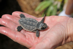 loggerheadbabyturtle.jpg