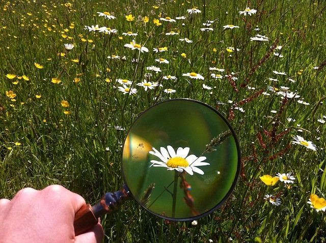 magnifying-glass-flower-479742_640.jpg