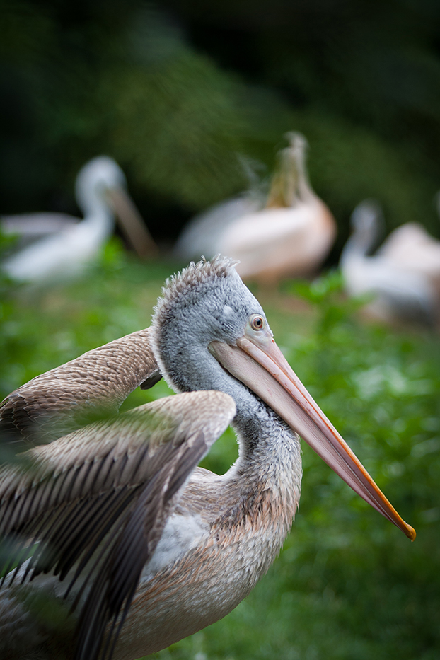 pelican-forida-camp.jpg