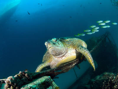 seaturtle-camp seaturtle-camp