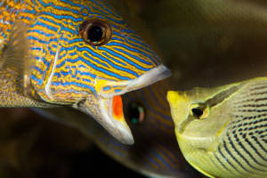 snapper-florida-camp snapper-florida-camp