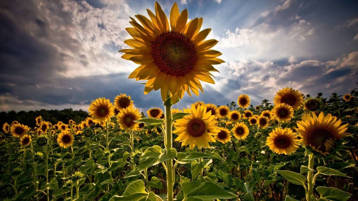 sunflower.jpg