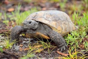 usa-florida_tortoises-300x201.jpg