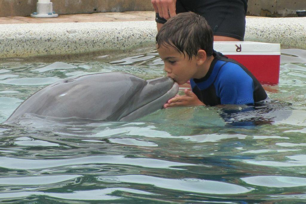 dolphin14-1.jpg
