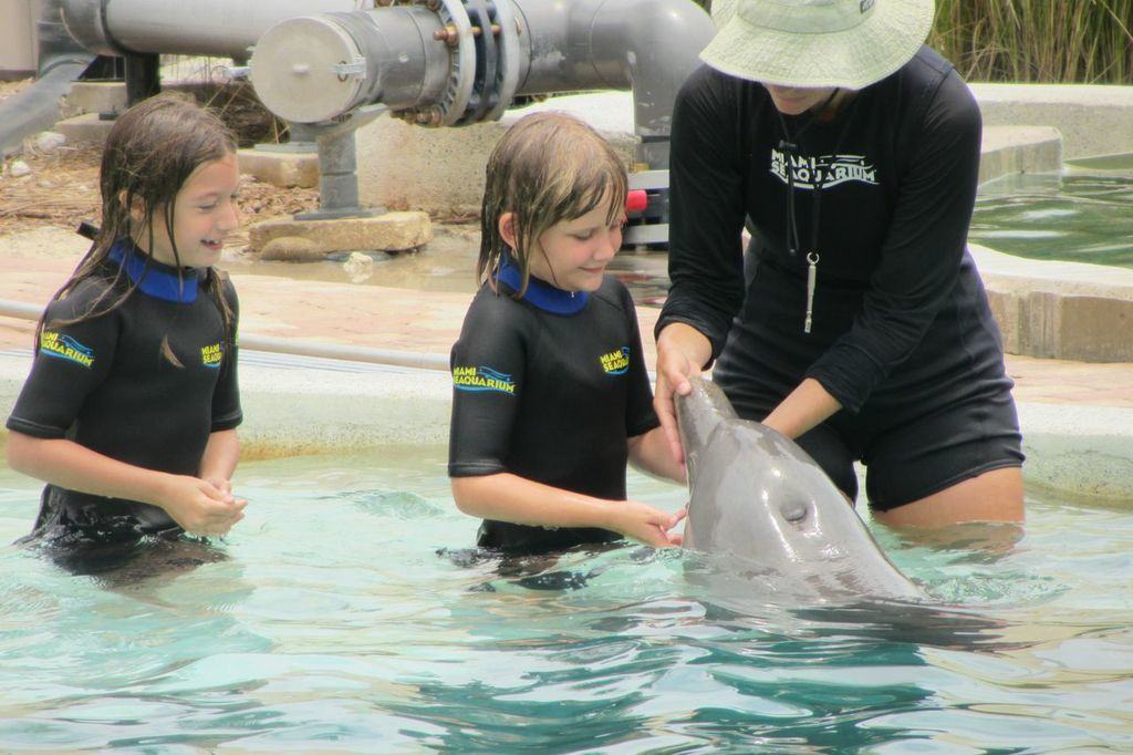 dolphin16-1.jpg
