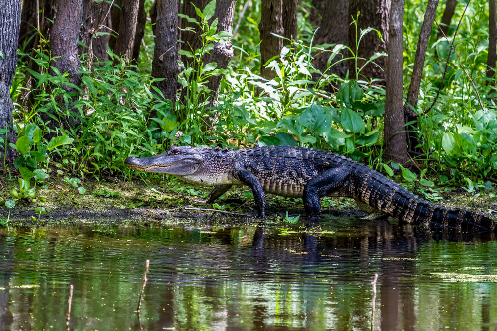 Alligator.jpg