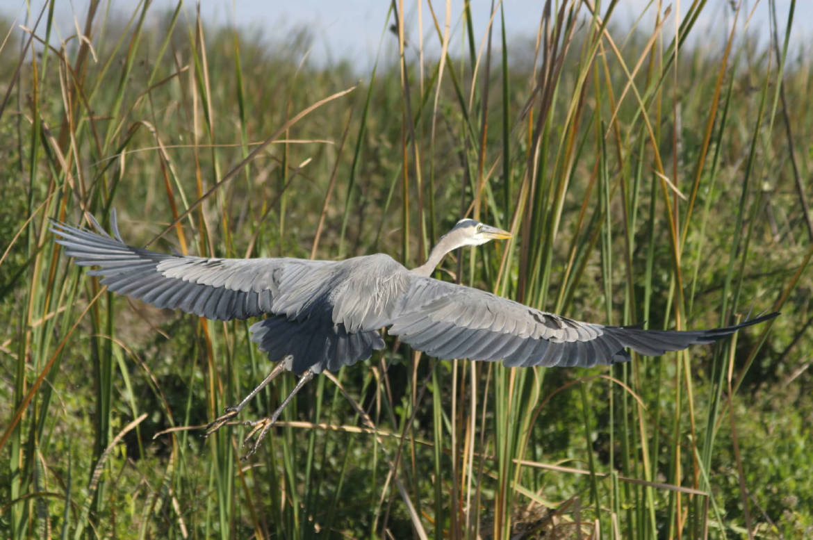 Florida-Waterway-Conservation.jpg