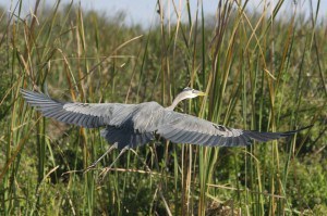 Florida Ocean and Waterway Conservation