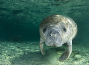 Florida Marine Life