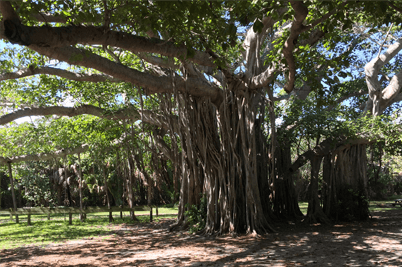 banyan-tree-1.png