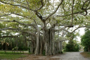 birchtree-300x200.jpg