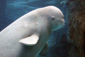 Beluga Whale