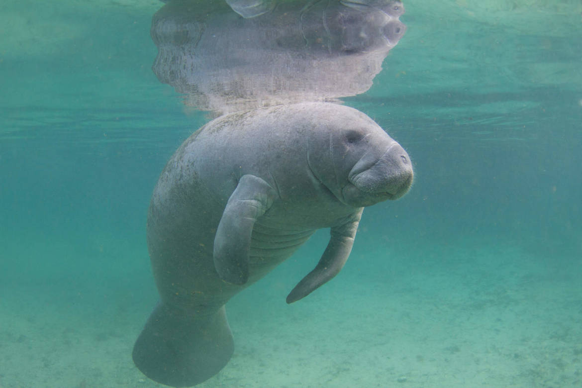 Florida-Manatee.jpg