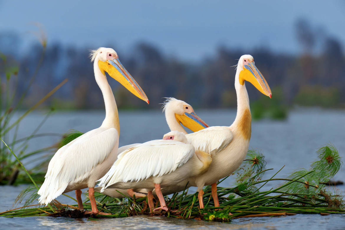 Great-White-Pelican.jpg