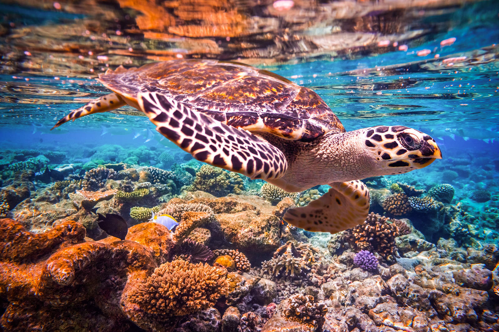 5 Marine Animals In Danger From Ocean Pollution