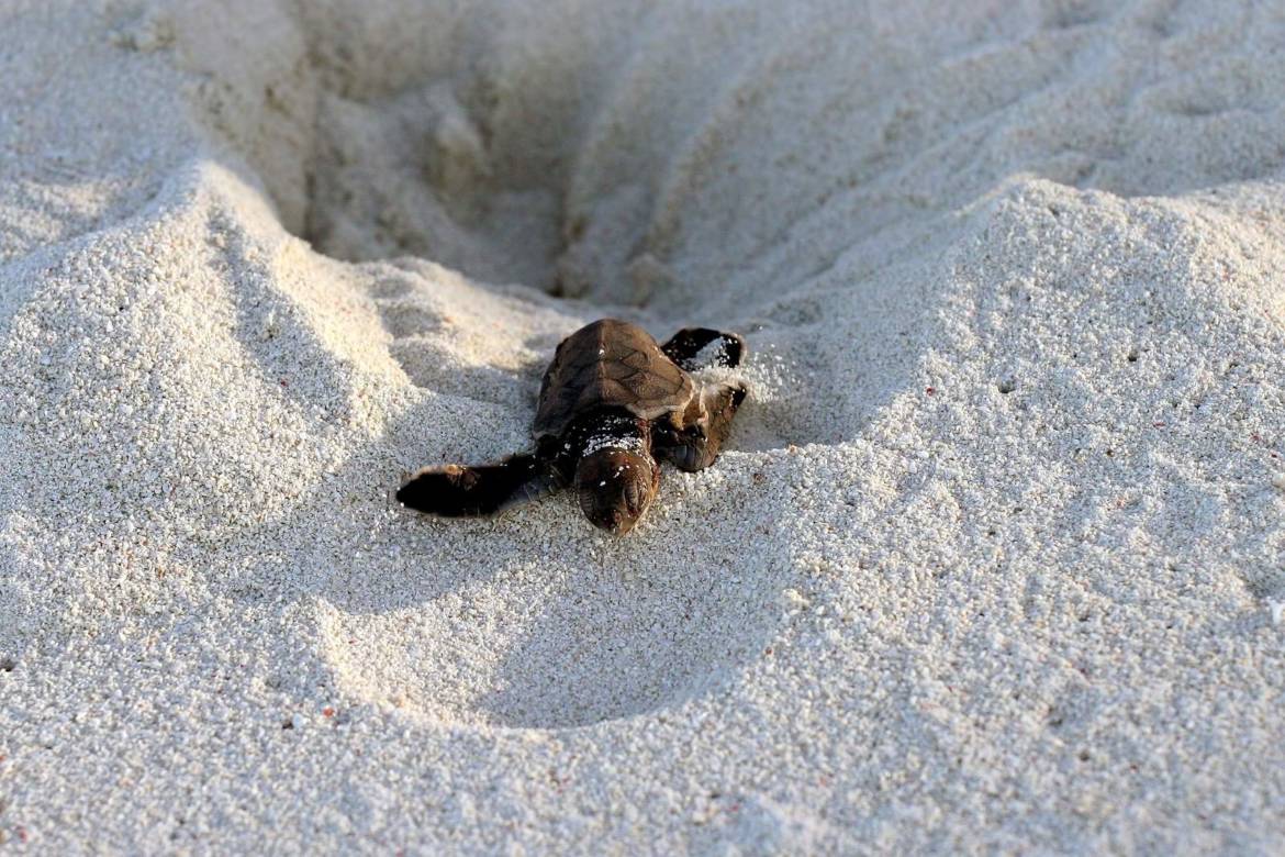 Sea-Turtle.jpg