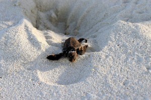 Florida Sea Turtle
