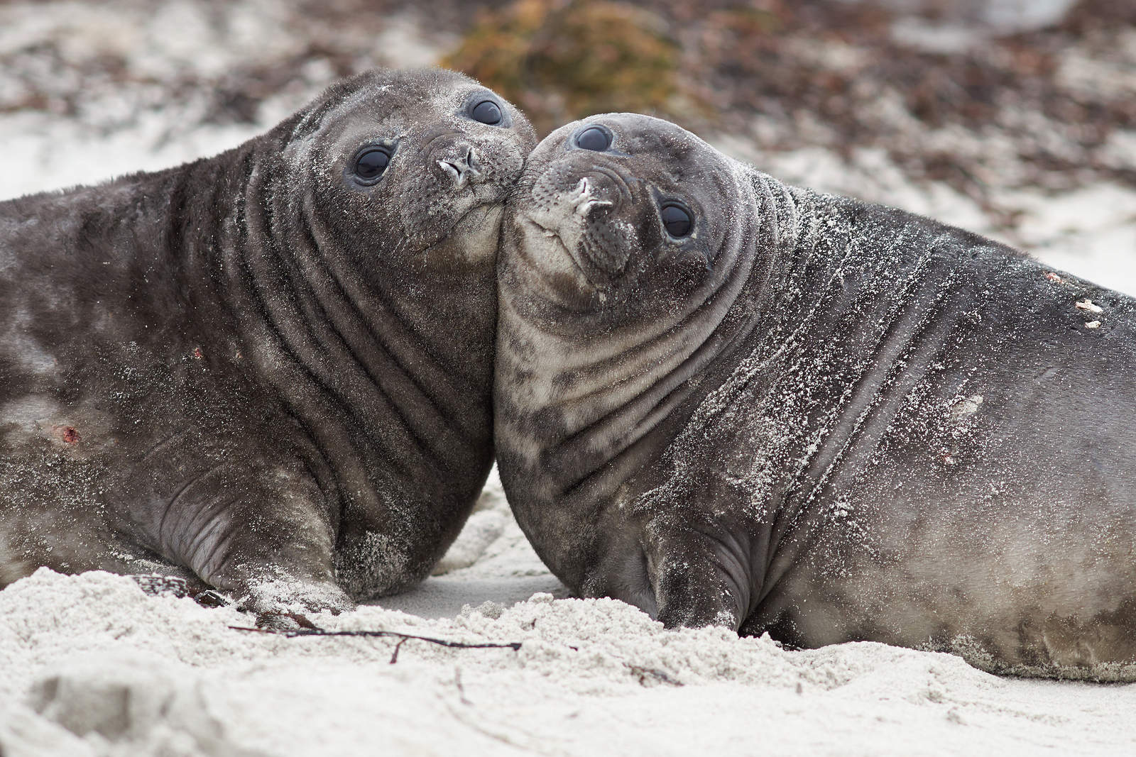 Sea Animals Affected By Plastic Pollution
