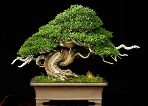 bonsai.jpg