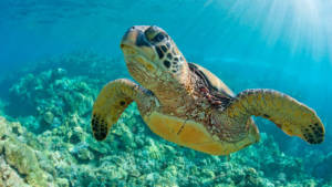 6 Cool Facts About Sea Turtles for Kids