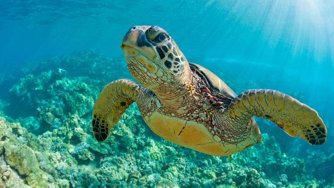 6 Cool Facts About Sea Turtles for Kids