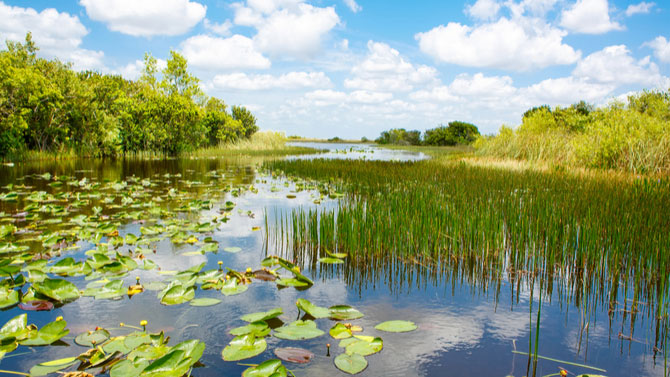 7 Interesting Facts About the Florida Everglades for Kids