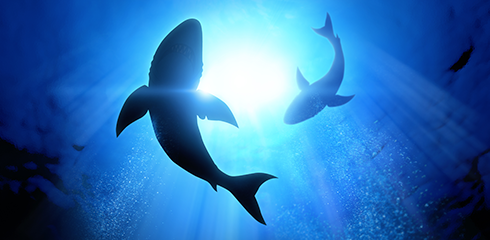 img-clo-science-camp-sea.png