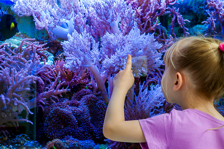 coral-reef-florida.jpg