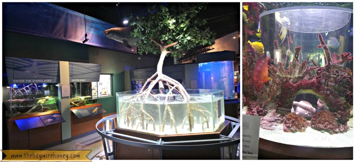South-Florida-Science-Center-and-Aquarium-TheHaywireHoney-5.jpg