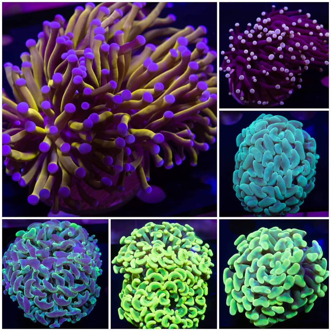 coral.jpg