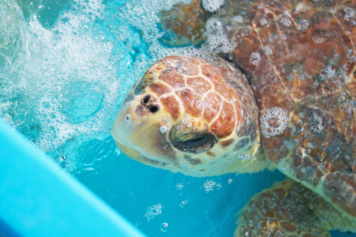 turtle.jpg