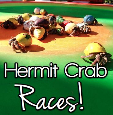 hermit-crabs.jpg
