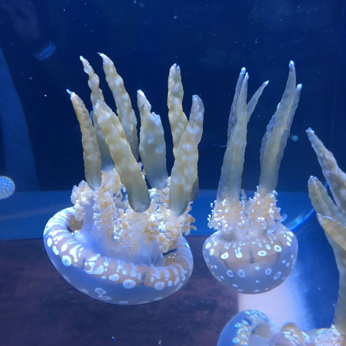 jellyfish-frost.jpg