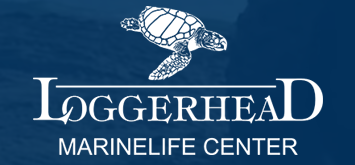 loggerhead.png