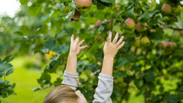 Teaching Kids About Harvest Season: Hands-On Learning Activities