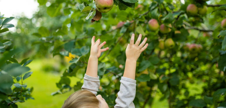 Teaching Kids About Harvest Season: Hands-On Learning Activities